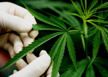 Agência esclarece que os produtos derivados de cannabis previstos na Nota Técnica 35/2023, para uso medicinal mediante prescrição, continuam autorizados - Foto: Freepik/Divulgação