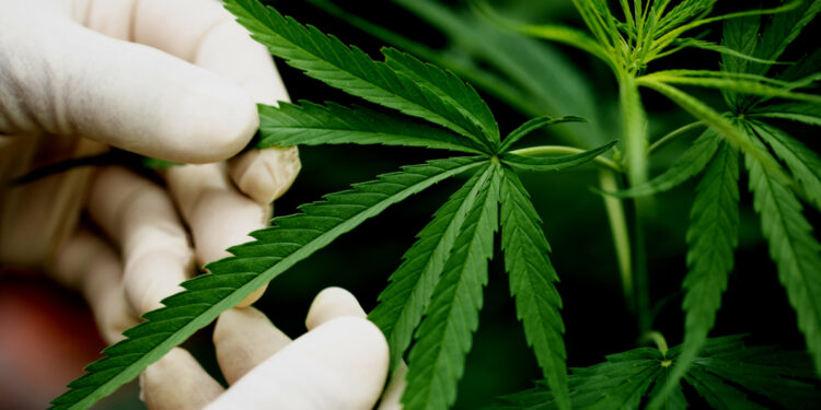 Agência esclarece que os produtos derivados de cannabis previstos na Nota Técnica 35/2023, para uso medicinal mediante prescrição, continuam autorizados - Foto: Freepik/Divulgação