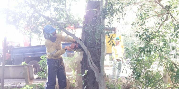 A extração de árvores no Bosque dos Jequitibás teve início na última quinta-feira. Foto: Leandro Ferreira/Hora Campinas