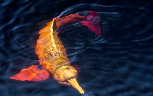 Plataforma faz alerta sobre espécies em risco de extinção em todo país