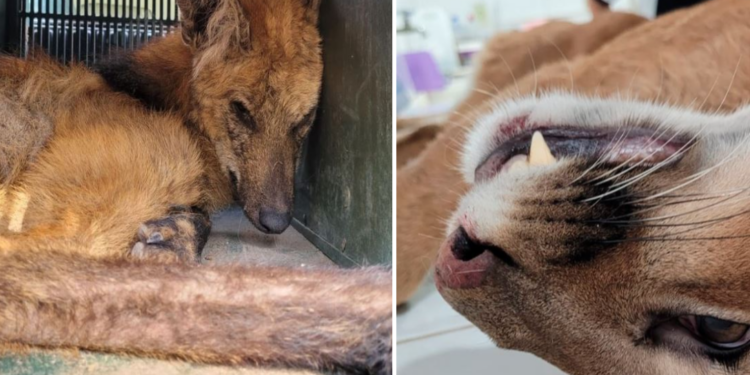 Tristeza: lobo-guará não resiste e onça-parda morre atropelada