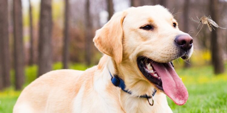 ‘Agosto Verde-claro’ alerta para a prevenção da Leishmaniose