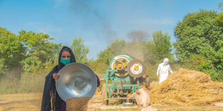 Colheita de grãos é feita em uma fazenda familiar no Paquistão. Foto: ADB/Rahim Mirza/ONU News