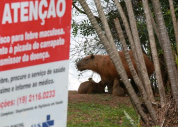 Capivara em parque público de Campinas: Prefeitura vai promover censo dos animais em área do Exército - Foto: Leandro Ferreira/Hora Campinas