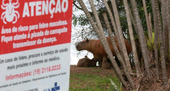 Campinas fará contagem de capivaras em área do Exército