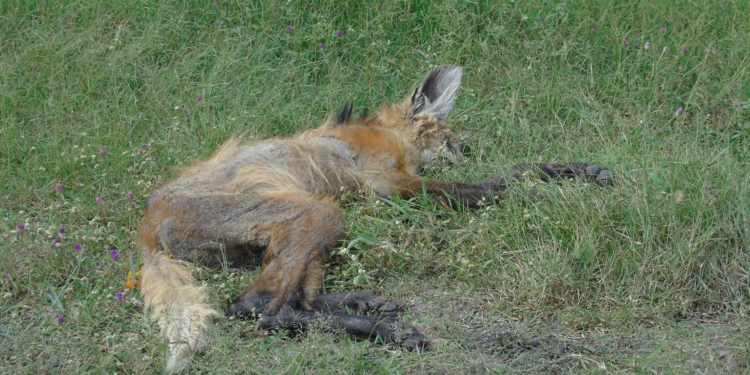Equipe da Mata Ciliar resgata lobo-guará em fazenda de Mogi-Guaçu