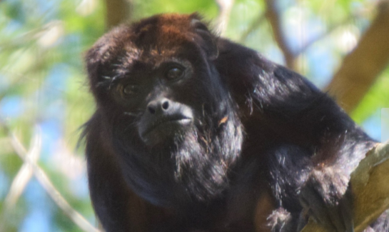 Primavera traz mudanças na fauna e flora da Mata de Santa Genebra