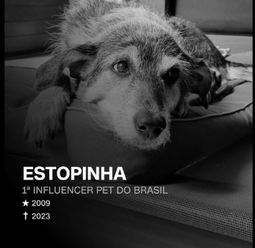 Morre a cachorrinha Estopinha, uma das primeiras pet influencers do Brasil