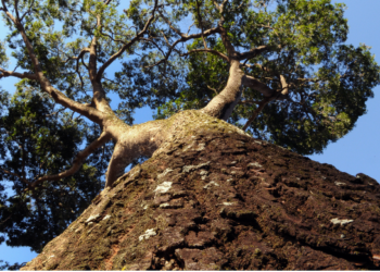Mata de Santa Genebra é um importante banco genético de árvores nativas de Campinas e região - Foto: Carlos Bassan/Divulgação PMC