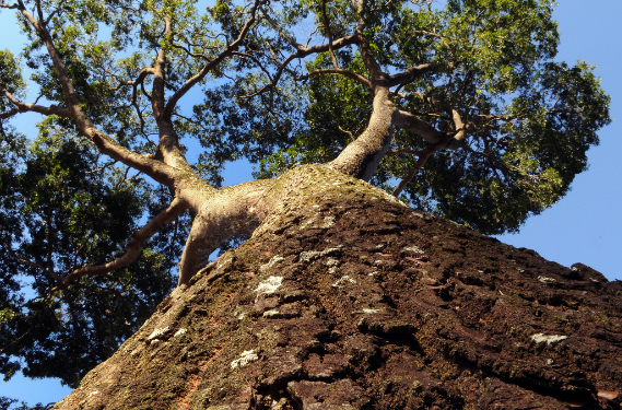 Mata de Santa Genebra é um importante banco genético de árvores nativas de Campinas e região - Foto: Carlos Bassan/Divulgação PMC