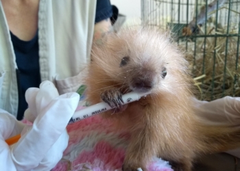 Mata Ciliar recebe três filhotes de ouriço-cacheiro em apenas seis dias