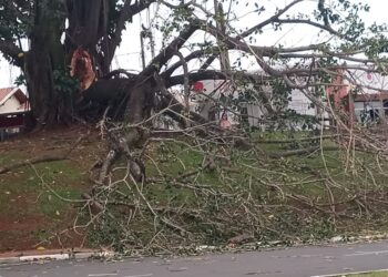Em Jaguariúna, parte de uma imensa árvore localizada próximo ao Centro Cultural, onde ocorrem os passeios da maria-fumaça, caiu na via pública - Foto: Carlos de Souza/Divulgação