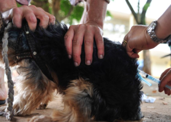 Vacinação de animais foi reforçada na região do cão infectado - Foto: Marcelo Camargo/Agência Brasil