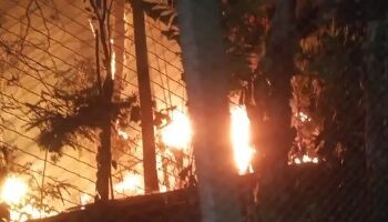 Vandalismo provocou incêndio na área de mata do Parque na última terça-feira (12) Fotos: Divulgação