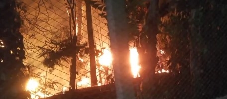 Vandalismo: incêndio atinge árvores da Lagoa do Taquaral
