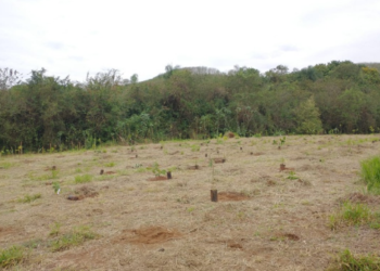 Iniciativa inclui o plantio de 1.700 novas árvores na região - Foto: Divulgação