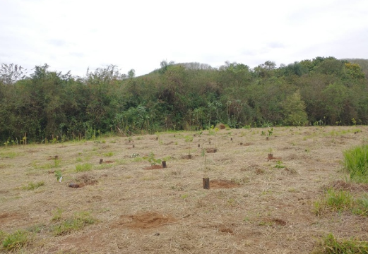 Papirus planta 1,7 mil árvores em região da fábrica em Limeira
