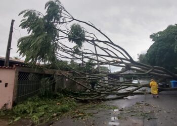 Árvore caída em Hortolândia: moradora ficou por mais de duas horas presa em casa. Fotos: Leandro Ferreira/Hora Campinas