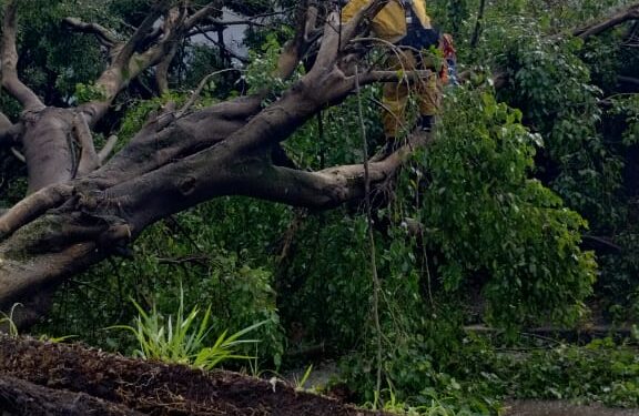 Queda de árvore durante a chuva que caiu nesta tarde em Campinas. Foto: Divulgação/PMC