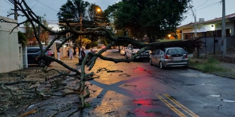 Defesa Civil teve registros de quedas de árvores e alagamentos: na rua Dr. João Mascarenhas Neves, no Jardim Novo Botafogo, árvore caiu sobre carro, sem vítimas - Fotos: Defesa Civil de Campinas