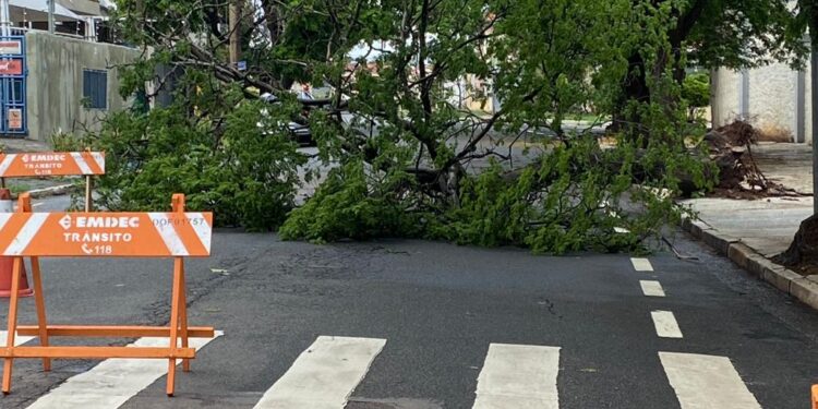 Tempestade no domingo derrubou 94 árvores e causou muitos transtornos em toda a cidade - Foto: Leandro Ferreira/Hora Campinas