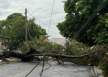 Queda de árvore atinge fios da rede elétrica na região do Aeroporto de Viracopos Foto: Defesa Civil/Divulgação
