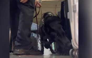 Cão fareja mala durante fiscalização da Polícia Federal no Aeroporto de Viracopos Foto: Reprodução/PF