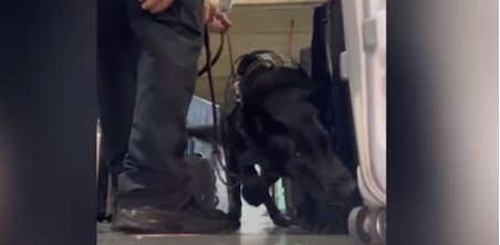 Cão farejador ajuda a localizar cocaína escondida em bagagem; veja