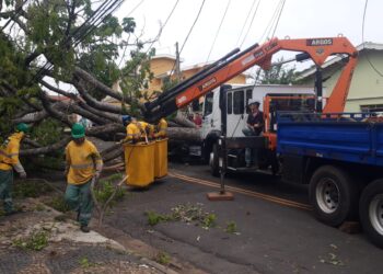 Agentes da Secretaria de Serviços Públicos trabalham na remoção de árvore Foto: Divulgação/PMC