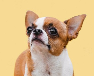Shopping Prado Boulevard promove Pet Day no sábado