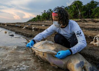 Lago do Tefé, no Amazonas: mortandade de botos preocupa pesquisadores. Foto: Miguel Monteiro/Instituto Mamirauá