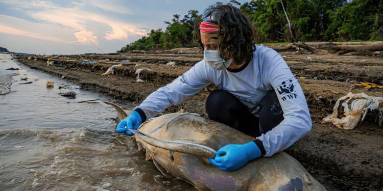 Lago do Tefé, no Amazonas: mortandade de botos preocupa pesquisadores. Foto: Miguel Monteiro/Instituto Mamirauá