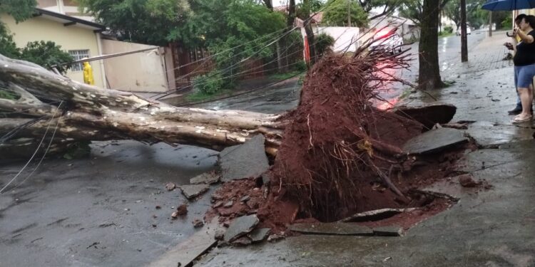 Chuva e vento forte derrubam árvores e provocam transtornos em Campinas