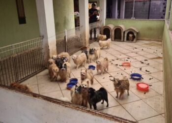 Em abril, mais de 130 cães foram resgatados do criadouro mantido pelo acusada. Foto: Arquivo/PML