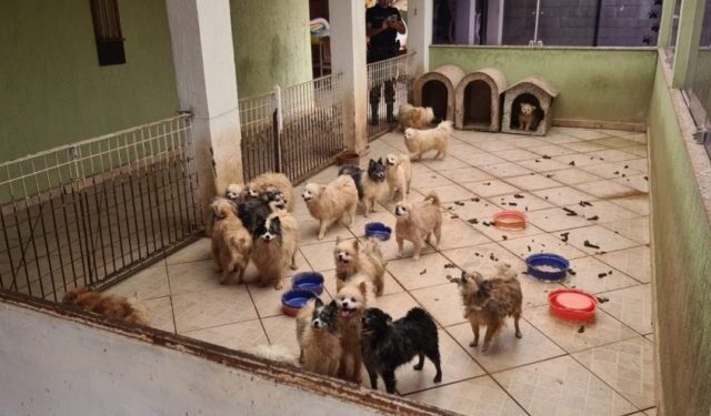 Em abril, mais de 130 cães foram resgatados do criadouro mantido pelo acusada. Foto: Arquivo/PML