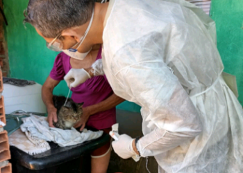 Veterinário da UVZ durante atendimento de gato em Campinas - Foto: Aline Nitsche/Arquivo Pessoal