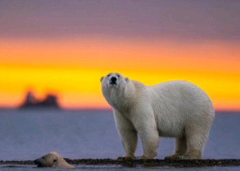 Quem imagina por exemplo que o urso polar possa desaparecer? - Foto: Freepik
