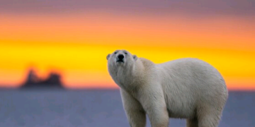 Quem imagina por exemplo que o urso polar possa desaparecer? - Foto: Freepik
