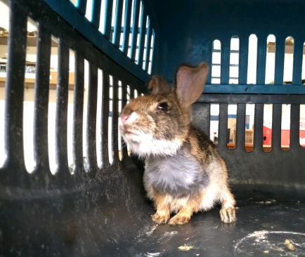 Mata Ciliar recebe filhote de tapiti encontrado em casa de Vinhedo