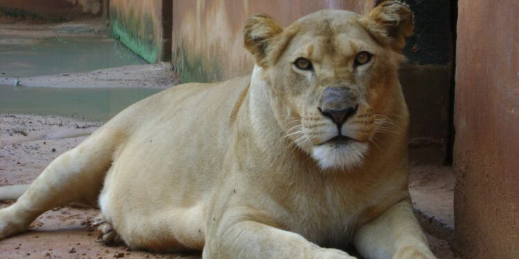 Menina viveu 21 anos no Zoo, superando a longevidade da espécie de 20 anos. Fotos: Divulgação
