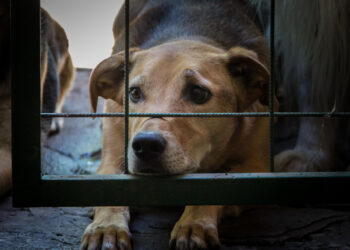 Cão mantido em cárcere: "Animais também precisam de proteção e de respeito”, ressalta a vereadora Debora Palermo - Foto: Freepik/Divulgação