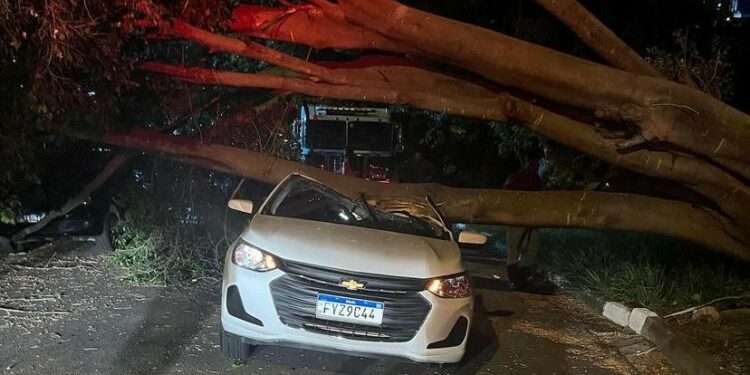 Apesar da queda da árvore ter causado afundamento do teto do carro, motorista teve ferimentos leves Foto: Barba Azul