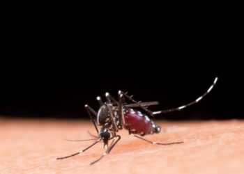 Aedes aegypti: números foram atualizados nesse domingo pela Secretaria Estadual de Saúde - Foto: Divulgação