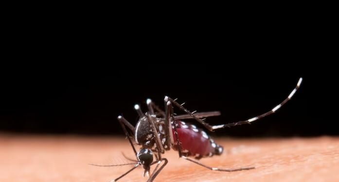 Aedes aegypti: números foram atualizados nesse domingo pela Secretaria Estadual de Saúde - Foto: Divulgação