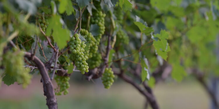 Parreiral de uva de Inverno em propriedade de vinícola associada à Anprovin: consolidação no mercado - Foto: Divulgação