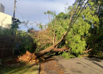 Árvore no distrito de Barão Gweraldo que caiu sobre a rede elétrica. Fotos: Divulgação/Defesa Civil