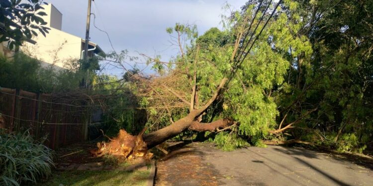 Árvore no distrito de Barão Gweraldo que caiu sobre a rede elétrica. Fotos: Divulgação/Defesa Civil