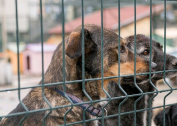 Parlamento da Coreia do Sul aprova lei que proíbe consumo de carne de cão - Foto: Freepik