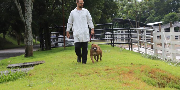 Médico veterinário Paulo Roberto caminha com macho Apolo em instalações da UVZ, em Jaguariúna - Foto: Gustavo Abdel/Hora Campinas