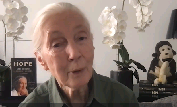 Jane Goodall é uma primatologista, cientista e pesquisadora  - Foto: Reprodução Redes Sociais